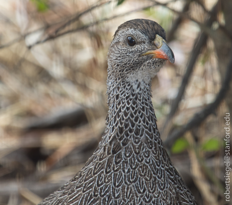 spurfowl